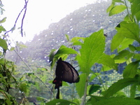 雨宿り