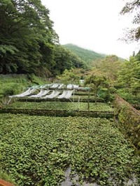 岩下