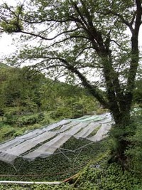 向小屋広場所