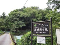 筏場入り山葵田