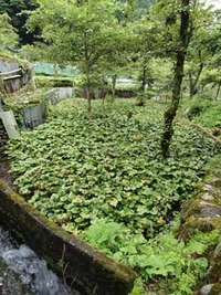 水の入