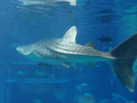 大阪・海遊館で海セラピー的おでかけ