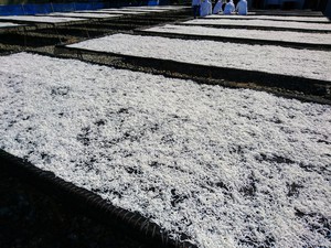 干してきました。