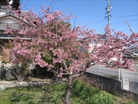 河津桜