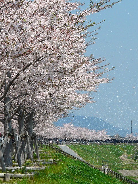 2017年4月のお知らせ