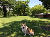 バラが咲いたよ