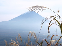 富士山とススキ