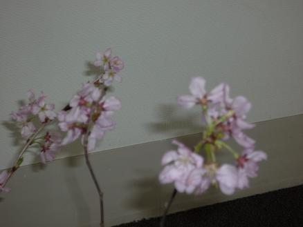 幼虫くん、君もヨガやるかい！