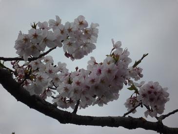 咲いた～♪