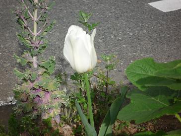 咲いた～♪