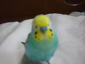 すーちゃん