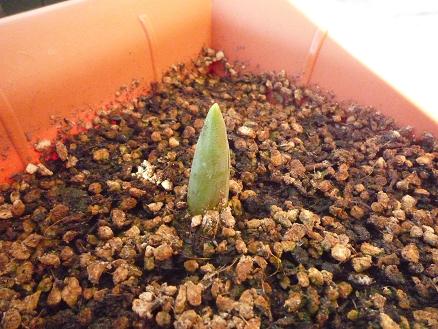 あっ！発芽！