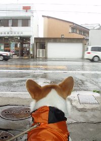 今日も雨ですね