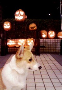 今日はハロウィンなんだって