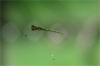 メダカの稚魚