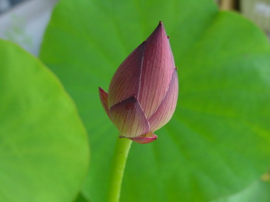 茶碗バスの種で、殖やせるのかなあ