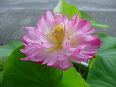 茶碗バスの種で、殖やせるのかなあ