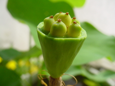 茶碗バスの種で、殖やせるのかなあ