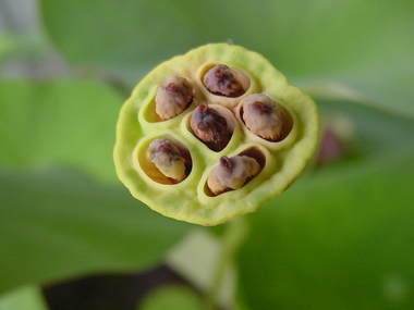 茶碗バスの種で、殖やせるのかなあ