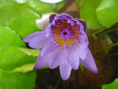 今、咲いている水草