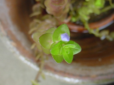 今、咲いている水草