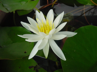 今、咲いている水草