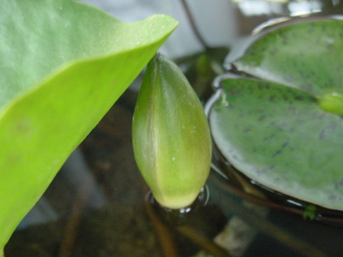 今、咲いている水草