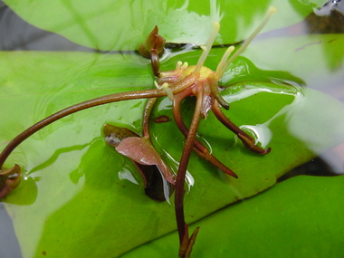 ムカゴの植え付け