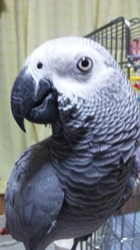 ヨウム