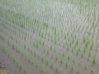 県立藤枝西高校に咲いていた、世にも不思議な花